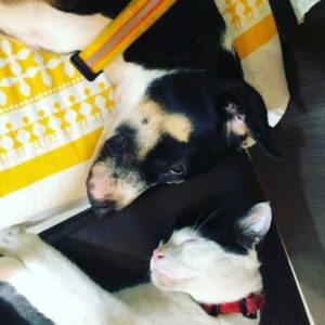 Sumeet Raghvan Instagram - Both of them doing their jobs efficiently 😅😅
One is fast asleep.
The other one is keeping a watch.
#Shifu 😍
#Rick 😍