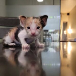 Sumeet Raghvan Instagram - Look...look...we found this little one abandoned in our society premise.. Poor thing.. She is frail and weak but her cuteness quotient is intact.. Hai na? Look at her. 😘😘😘😍😘😍😘😍😘