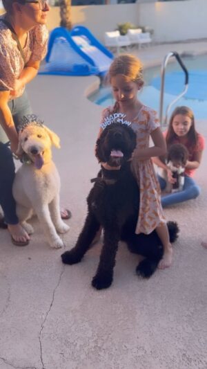 Summer Bellessa Instagram - Nova begged to have a birthday party for Freddie. So here it is in all it’s poodle-puppy-party glory! Ridiculous and dopamine exploding. Cupcakes from @sunnysbakeryllc and I made some doggy ice cream (Greek yogurt and peanut butter!) Do you celebrate your pet’s birthday? #dogsofinstagram #dogbirthday #doglife #freddiebellessa