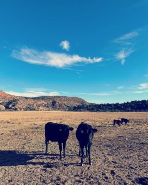 Summer Bellessa Instagram - A few shots from our trip to @moonriverbeef. #arizona #arizonaranch #moonriverbeef