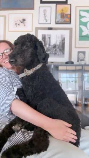 Summer Bellessa Instagram - First, I tried to carry around our 80 pound standard poodle like @realbrookewhite does with her dog. It’s doable. 😏😊 Consulted one of my oldest friends @kellyoramwrites on an upcoming writing project. Ate lunch at one of my Mesa favorites @worthtakeaway. Saw @actualbenfolds with @kerrybellessa. Fun to duet Regina’s part… and see new-to-us band @tallheights. Filling our days with special things between heartbreaking inside jokes that remind us of Chad. 💔❤️