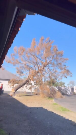 Summer Bellessa Instagram - I didn’t think this would be so hard. Our big tree, that I loved, died this summer and we had to cut it down. 🥺 🥺 Nova and I both cried.  She loved to swing, and I love big trees. It will be okay, but we’ll miss her. In the scope of things it’s not that big of a deal, but it made this week melancholy. I guess we’re a football family now, or I should say, for now. Our boys love to try different sports, and it’s been fun seeing how each one is different. And that’s our week in review.