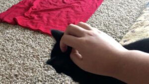 SungWon Cho Instagram - when a cat starts to show affection toward you