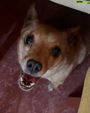 Supremme de Luxe Instagram - Mi perra se merecería una publicación cada día por ser tan buena compañera de vida y regalarme tanto amor a diario, así que hoy le dedico este carrete de fotos porque lo tiene más que merecido ❤️❤️❤️❤️.