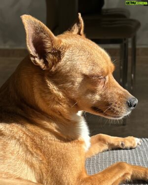 Supremme de Luxe Instagram - Mi perra se merecería una publicación cada día por ser tan buena compañera de vida y regalarme tanto amor a diario, así que hoy le dedico este carrete de fotos porque lo tiene más que merecido ❤️❤️❤️❤️.