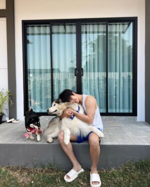 Surawit Ruangyod Instagram - รับไปเลี้ยงสักตัวมั้ยค้าบบ 🐶🦊🐻