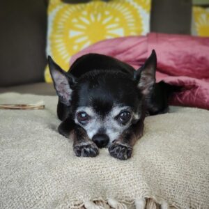 Susie Castillo Instagram - This morning, we said goodbye to our sweet boy, Oscar. He was almost 16 years old and he lived a great life. Traveled more than most people ever get to. The last couple years had their rough moments — his health was failing (congestive heart failure) — but he was a trooper. He always took his medications, even when we could tell he didn’t want to. The vet told us he may live 6-12 more months if everything went well, and this mofo went and  lived 2.5 more years. Like I said, trooper. I always struggled a bit with Oscar because I wanted to smother him with love, but he was nooot into it. He didn’t like too much affection. So it often felt like we had a disconnect. Like our love languages were different. But in the end, I realize that I loved him the way I was meant to love him, and him me. He was a blessing. Despite occasionally being a HUGE pain in the butt (IYKYK). Short version, he liked to yell at us if we didn’t give him what he wanted, and that yelling sound was unlike any sound any dog has ever made. Picture the air in a helium balloon being let out verrrrry slowly lol. It drove me crazy sometimes. And yet right now, going on 11 hours since his passing, I miss it so much it hurts. Oscar, wherever you’re off to, I love you and I miss you, and I hope we meet again ❤️