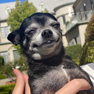 Susie Castillo Instagram - This morning, we said goodbye to our sweet boy, Oscar. He was almost 16 years old and he lived a great life. Traveled more than most people ever get to. The last couple years had their rough moments — his health was failing (congestive heart failure) — but he was a trooper. He always took his medications, even when we could tell he didn’t want to. The vet told us he may live 6-12 more months if everything went well, and this mofo went and  lived 2.5 more years. Like I said, trooper. I always struggled a bit with Oscar because I wanted to smother him with love, but he was nooot into it. He didn’t like too much affection. So it often felt like we had a disconnect. Like our love languages were different. But in the end, I realize that I loved him the way I was meant to love him, and him me. He was a blessing. Despite occasionally being a HUGE pain in the butt (IYKYK). Short version, he liked to yell at us if we didn’t give him what he wanted, and that yelling sound was unlike any sound any dog has ever made. Picture the air in a helium balloon being let out verrrrry slowly lol. It drove me crazy sometimes. And yet right now, going on 11 hours since his passing, I miss it so much it hurts. Oscar, wherever you’re off to, I love you and I miss you, and I hope we meet again ❤️