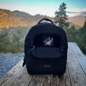 Susie Castillo Instagram - This morning, we said goodbye to our sweet boy, Oscar. He was almost 16 years old and he lived a great life. Traveled more than most people ever get to. The last couple years had their rough moments — his health was failing (congestive heart failure) — but he was a trooper. He always took his medications, even when we could tell he didn’t want to. The vet told us he may live 6-12 more months if everything went well, and this mofo went and  lived 2.5 more years. Like I said, trooper. I always struggled a bit with Oscar because I wanted to smother him with love, but he was nooot into it. He didn’t like too much affection. So it often felt like we had a disconnect. Like our love languages were different. But in the end, I realize that I loved him the way I was meant to love him, and him me. He was a blessing. Despite occasionally being a HUGE pain in the butt (IYKYK). Short version, he liked to yell at us if we didn’t give him what he wanted, and that yelling sound was unlike any sound any dog has ever made. Picture the air in a helium balloon being let out verrrrry slowly lol. It drove me crazy sometimes. And yet right now, going on 11 hours since his passing, I miss it so much it hurts. Oscar, wherever you’re off to, I love you and I miss you, and I hope we meet again ❤️