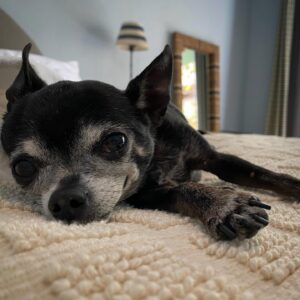 Susie Castillo Instagram - This morning, we said goodbye to our sweet boy, Oscar. He was almost 16 years old and he lived a great life. Traveled more than most people ever get to. The last couple years had their rough moments — his health was failing (congestive heart failure) — but he was a trooper. He always took his medications, even when we could tell he didn’t want to. The vet told us he may live 6-12 more months if everything went well, and this mofo went and  lived 2.5 more years. Like I said, trooper. I always struggled a bit with Oscar because I wanted to smother him with love, but he was nooot into it. He didn’t like too much affection. So it often felt like we had a disconnect. Like our love languages were different. But in the end, I realize that I loved him the way I was meant to love him, and him me. He was a blessing. Despite occasionally being a HUGE pain in the butt (IYKYK). Short version, he liked to yell at us if we didn’t give him what he wanted, and that yelling sound was unlike any sound any dog has ever made. Picture the air in a helium balloon being let out verrrrry slowly lol. It drove me crazy sometimes. And yet right now, going on 11 hours since his passing, I miss it so much it hurts. Oscar, wherever you’re off to, I love you and I miss you, and I hope we meet again ❤️