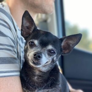 Susie Castillo Instagram - This morning, we said goodbye to our sweet boy, Oscar. He was almost 16 years old and he lived a great life. Traveled more than most people ever get to. The last couple years had their rough moments — his health was failing (congestive heart failure) — but he was a trooper. He always took his medications, even when we could tell he didn’t want to. The vet told us he may live 6-12 more months if everything went well, and this mofo went and  lived 2.5 more years. Like I said, trooper. I always struggled a bit with Oscar because I wanted to smother him with love, but he was nooot into it. He didn’t like too much affection. So it often felt like we had a disconnect. Like our love languages were different. But in the end, I realize that I loved him the way I was meant to love him, and him me. He was a blessing. Despite occasionally being a HUGE pain in the butt (IYKYK). Short version, he liked to yell at us if we didn’t give him what he wanted, and that yelling sound was unlike any sound any dog has ever made. Picture the air in a helium balloon being let out verrrrry slowly lol. It drove me crazy sometimes. And yet right now, going on 11 hours since his passing, I miss it so much it hurts. Oscar, wherever you’re off to, I love you and I miss you, and I hope we meet again ❤️