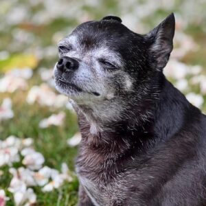 Susie Castillo Instagram - This morning, we said goodbye to our sweet boy, Oscar. He was almost 16 years old and he lived a great life. Traveled more than most people ever get to. The last couple years had their rough moments — his health was failing (congestive heart failure) — but he was a trooper. He always took his medications, even when we could tell he didn’t want to. The vet told us he may live 6-12 more months if everything went well, and this mofo went and  lived 2.5 more years. Like I said, trooper. I always struggled a bit with Oscar because I wanted to smother him with love, but he was nooot into it. He didn’t like too much affection. So it often felt like we had a disconnect. Like our love languages were different. But in the end, I realize that I loved him the way I was meant to love him, and him me. He was a blessing. Despite occasionally being a HUGE pain in the butt (IYKYK). Short version, he liked to yell at us if we didn’t give him what he wanted, and that yelling sound was unlike any sound any dog has ever made. Picture the air in a helium balloon being let out verrrrry slowly lol. It drove me crazy sometimes. And yet right now, going on 11 hours since his passing, I miss it so much it hurts. Oscar, wherever you’re off to, I love you and I miss you, and I hope we meet again ❤️