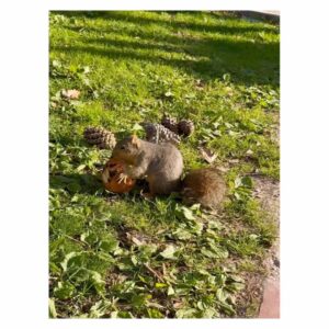Suzuka Ohgo Instagram - マフィンを頬張るリス🐿️
#🐿️ #muffins #❤️