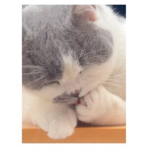 Suzuka Ohgo Instagram - 指をむしってるのかと思ったら毛づくろいだった😇笑

#britishshorthair #botan #cat #🐈