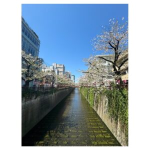 Suzuka Ohgo Instagram - 葉桜になってしまったけど今年も見れました😊🌸

綺麗なものたくさん見よう😌✨
#cherryblossom #japan #🌸
