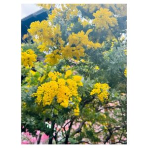Suzuka Ohgo Instagram - なりたい姿がなるべき自分だと思います😌💐　

Happy International Women's Day🌼
自分らしさを伸ばして、日々を笑顔で過ごせますように💐
#internationalwomensday #mimosa #🌼