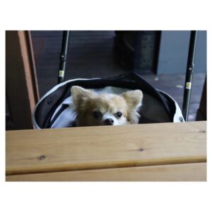 Suzuka Ohgo Instagram - きなこさんのお誕生日でした😊おめでとう！

相変わらず猫大好き犬怖い(多分自分のこと猫だと思ってる😆)きなこだけど、今日も健康に過ごしています🍀
これからもたくさんお出かけしようね☺️

#kinako #chihuahua #birthday #🎂