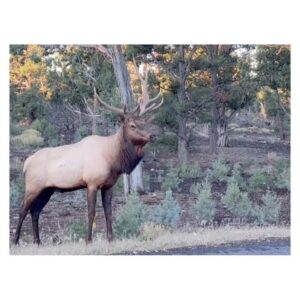 Suzuka Ohgo Instagram - 早朝に出会った大事なElkさん、まだお見せしてなかった！！立派なツノ🦌
ここはナチュラルサファリパーク🌲
#route66 #Arizona #grandcanyon #elk #🦌