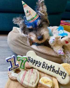 Sydelle Noel Instagram - Today we’re celebrating Sydo’s 17th Birthday! Wish him a Happy Birthday!!
He’s so cute, I love him so much! 🥹

05/03/06  119 years old  #doggieyears  #Schnauzer