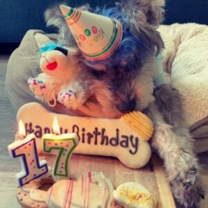 Sydelle Noel Instagram - Today we’re celebrating Sydo’s 17th Birthday! Wish him a Happy Birthday!!
He’s so cute, I love him so much! 🥹

05/03/06  119 years old  #doggieyears  #Schnauzer