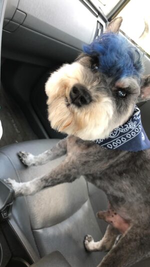 Sydelle Noel Instagram - ALL DOGS go to HEAVEN 🐾

Three months ago I lost you... forever. (06/21/23) You were the first I seen during the day and the last I seen at night, who knew my best friend was 12lbs and wrapped in fur. It’s not a lie, when they say, “Man’s Best-Friend.” 
For seventeen years, you were the one consistent being in my life. You were not just a dog to me, you were part of my life… because you made me whole. We had such a strong connection, you knew all I needed was affection. This is still difficult getting used to, but I’m thankful you left your little paw print on my heart. I miss you dearly my little Sydo 🐾