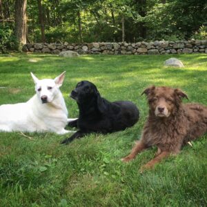 T.R. Knight Instagram - We had to say goodbye to Dingan last week. He was a master herder, an Olympic-worthy jumper, and watched and worried over his siblings ‘cuz they were his world. Thank you for fourteen-and-a-half years of love. I like to imagine you’re now running with your sister Laidan somewhere beautiful filled with elusive chipmunks. Goodbye, li’l bear, we love you.