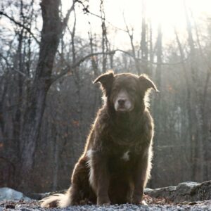 T.R. Knight Instagram - We had to say goodbye to Dingan last week. He was a master herder, an Olympic-worthy jumper, and watched and worried over his siblings ‘cuz they were his world. Thank you for fourteen-and-a-half years of love. I like to imagine you’re now running with your sister Laidan somewhere beautiful filled with elusive chipmunks. Goodbye, li’l bear, we love you.