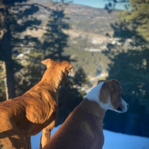 T.R. Knight Instagram - One year ago today, we adopted a frightened puppy found living under a car. We named her Loblolly- after the pine trees that grow by my husband’s childhood home. In a year full of change, it’s been humbling to watch her trust grow and her goofy brightness shine.