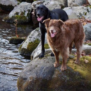 T.R. Knight Instagram - We had to say goodbye to Dingan last week. He was a master herder, an Olympic-worthy jumper, and watched and worried over his siblings ‘cuz they were his world. Thank you for fourteen-and-a-half years of love. I like to imagine you’re now running with your sister Laidan somewhere beautiful filled with elusive chipmunks. Goodbye, li’l bear, we love you.