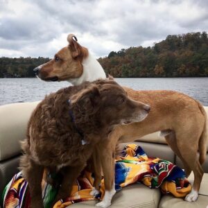 T.R. Knight Instagram - We had to say goodbye to Dingan last week. He was a master herder, an Olympic-worthy jumper, and watched and worried over his siblings ‘cuz they were his world. Thank you for fourteen-and-a-half years of love. I like to imagine you’re now running with your sister Laidan somewhere beautiful filled with elusive chipmunks. Goodbye, li’l bear, we love you.