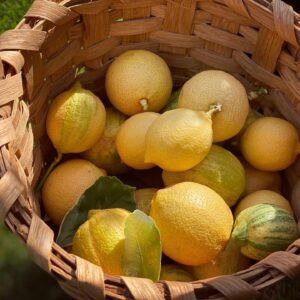 T.R. Knight Instagram - Our modest lemon harvest will lead to a merry lemon cake very shortly...