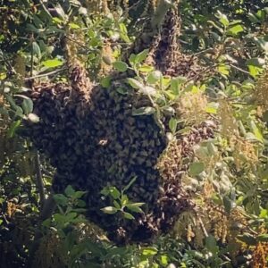T.R. Knight Instagram - Bee swarm in our backyard tree! This is their respite as they look for a new home. Patrick said no when I mentioned our guest room.