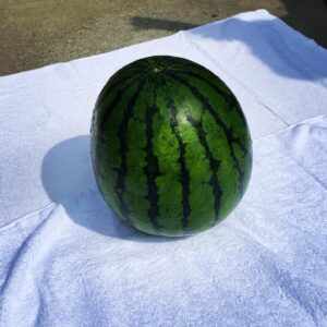 Taichi Masu Instagram - 🌏
セミの声が賑やかになってきましたね☀️

生き物たちがエネルギッシュに動く季節、
DASH海岸も地道に活動中です🤿

#🍉
#三浦市の農家さんからの頂き物
#魚も果物も野菜も美味しい土地

#今週末には海岸の経過を放送できそうです📺

‥よく見ると
腕と手の日焼け境界線がくっきりと‥🐼
ZIPでは夏が来るたびに、
どこか遊びに行ったと勘違いされてました。

#仕事焼けです