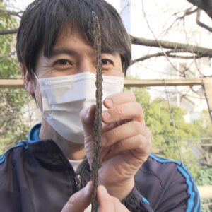 Taichi Masu Instagram - 📺
一目見て何の食材かわかった貴方は、
きっと心が柔らかく大らかな人 笑

#鉄腕dash
#城島さんと木村先生と海岸スタッフで
#丁寧に育ててきた結晶
#ちょっとイメージとは違う仕上がりに😂
#かなりの極厚

#私は初だったのですごく嬉しかったです🍙

春を迎えたDASH海岸の様子と、
この食材を使った美味しい料理は、
明日夜７時から🌊🐟🐚

#ついにバンキシャから繋がる
