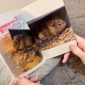 Takei Sara Instagram - 我が家のアイドル、モルモットのラムちゃんがついに1st写真集を作成しました♡
タイトルは「LAMU〜super fat diary〜」
日本語にすると「ラム激太り日記」です。
ラムちゃんの赤ちゃんの頃から現在に至るまでのわがままボディが収められております。
なんと、今回の写真集！全てヌードです！
モルモット、ラムちゃんの色っぽい姿見がたくさん見られる一冊となっております笑