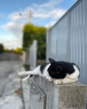 Takumi Saitoh Instagram - 島猫さんら

暑さ対策は 猫に倣え

#ウルトラマンの日 

#納豆の日 

photo：@takumisaitoh_official