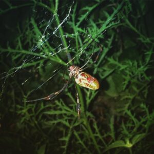 Taliesin Jaffe Instagram - The Natural History Museum spider grotto flashlight tour. Happy Halloween :-)