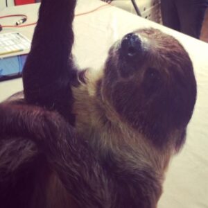 Taliesin Jaffe Instagram - Sloth. @geekandsundry @wildlifelearningcenter #SlothandSundry