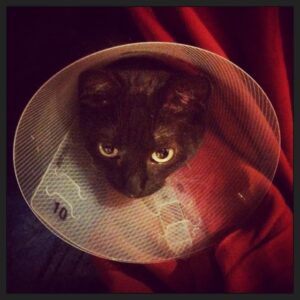 Taliesin Jaffe Instagram - Went to get waffles. Ended up with cat in a cone.