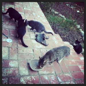 Taliesin Jaffe Instagram - Outdoor kitties