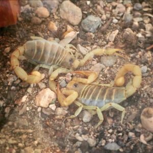 Taliesin Jaffe Instagram - Desert snuggling.
