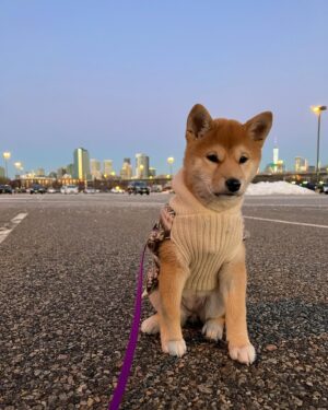 Tania Larsson Instagram - A year ago today we brought this sweet puppy home with us thanks to @razellebenally

She has completely changed our life for the better and made us a family.

We finally created her own account so that we can share all her adventures with you. And if you have pictures with her that you would like to share you can email it at Phezuta@gmail.com

Happy Adogtion Anniversary @Phezuta we are so happy we get to share our lives with you 🥰

#shibainu