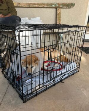 Tania Larsson Instagram - I‘m so thankful to my love @razellebenally for being such an amazing partner especially these past two weeks when our puppy Phezuta (Pay-Ju-Ta) was attacked.
We had to urgently drive her 2 hours away to the closest veterinary clinic for her to be stabilize and get surgery. Razelle was so strong when we had to wash Phezuta’s wounds every day after surgery. We are so thankful to @ataumbimetals and Joel for hosting us while we nursed her back to health. She completely felt at home!
Thank you @katecrowley for your reassuring words as we waited for the vet to tell us she made it through surgery. Thank you to everyone who kept her in your prayers and sent us comforting messages ❤️
She just got her stitches removed and no longer needs a cone or a onesie to prevent her from licking her wounds!
It was a very scary time and we are so happy she is still with us as she has become a full member of our family.