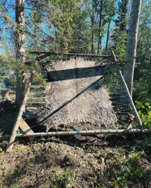Tania Larsson Instagram - Had a wonderful week at the Mouse Camp outside of Fort Simpson tanning hides.

Qillu fleshed her hide with baby on her back sleeping soundly.
We helped Erin lace a large moosehide on a frame, and let it dry in the sun to be ready for scraping.
Ikajuut enjoying the shade in the bug tent.
Ethel’s hide all softened laced up on a frame blessed by a dragonfly.
Cathy scraping the water out of her hide so she can twist it.
Baby Ikajuut sleeping in his swing while Qillulaaq and Celine scrape her moosehide hide.
Earl monitoring camp after a bear stopped by to check it out.
Enjoying the sunset after a long hot day working on hides.

#moosehidetanning #denenahjo #liidliikuefirstnations