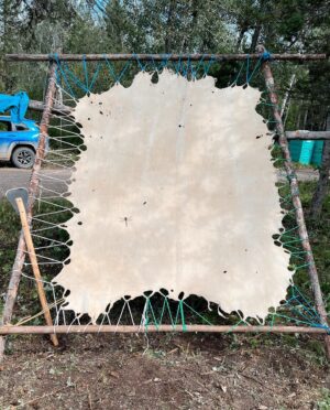 Tania Larsson Instagram - Had a wonderful week at the Mouse Camp outside of Fort Simpson tanning hides.

Qillu fleshed her hide with baby on her back sleeping soundly.
We helped Erin lace a large moosehide on a frame, and let it dry in the sun to be ready for scraping.
Ikajuut enjoying the shade in the bug tent.
Ethel’s hide all softened laced up on a frame blessed by a dragonfly.
Cathy scraping the water out of her hide so she can twist it.
Baby Ikajuut sleeping in his swing while Qillulaaq and Celine scrape her moosehide hide.
Earl monitoring camp after a bear stopped by to check it out.
Enjoying the sunset after a long hot day working on hides.

#moosehidetanning #denenahjo #liidliikuefirstnations