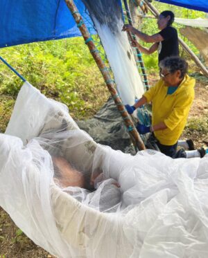 Tania Larsson Instagram - Had a wonderful week at the Mouse Camp outside of Fort Simpson tanning hides.

Qillu fleshed her hide with baby on her back sleeping soundly.
We helped Erin lace a large moosehide on a frame, and let it dry in the sun to be ready for scraping.
Ikajuut enjoying the shade in the bug tent.
Ethel’s hide all softened laced up on a frame blessed by a dragonfly.
Cathy scraping the water out of her hide so she can twist it.
Baby Ikajuut sleeping in his swing while Qillulaaq and Celine scrape her moosehide hide.
Earl monitoring camp after a bear stopped by to check it out.
Enjoying the sunset after a long hot day working on hides.

#moosehidetanning #denenahjo #liidliikuefirstnations