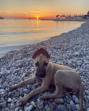 Tanja Ribič Instagram - Saj zna sama čez pasarelo, ampak tole je bil odhod z otoka in ni bila za. 🤣❤️ #prvicnamorju #saveddog #doglovers #rescuedog #bosanskalutalica #lilyfromthemagicwood @branko_djuric_djuro
