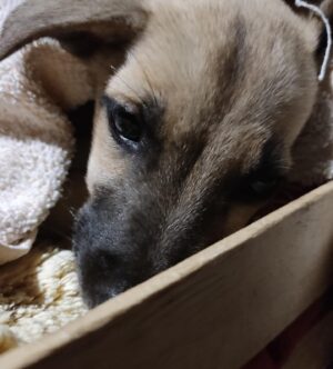 Tanja Ribič Instagram - Photo story with happy end…
Izgubljena, sestradana dojenčica, težka komaj 1,5 kg. Naša Nikica, prav tako rešenka a iz Črne gore, je že zelo bolna, trudimo se, kar se le da, da ji daljšamo in lajšamo življenje. Srček pa kar peša… Vedela sem, da se bo od nekod pojavil mali angelček, ki nam bo pomagal prebrodit slovo, vedela sem, da se bo pojavil, da mi je namenjen in da me bo potreboval…  Hvala @martinakasljevic in doktorji. 🙏🙏🙏❤️❤️❤️❤️ #doglover #savedogs #dontbyadopt  Hvala @branko_djuric_djuro ❤️ hvala @_ela_djuric_ ❤️