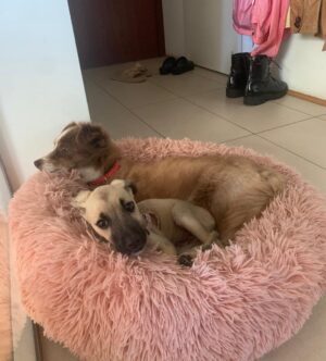 Tanja Ribič Instagram - Photo story with happy end…
Izgubljena, sestradana dojenčica, težka komaj 1,5 kg. Naša Nikica, prav tako rešenka a iz Črne gore, je že zelo bolna, trudimo se, kar se le da, da ji daljšamo in lajšamo življenje. Srček pa kar peša… Vedela sem, da se bo od nekod pojavil mali angelček, ki nam bo pomagal prebrodit slovo, vedela sem, da se bo pojavil, da mi je namenjen in da me bo potreboval…  Hvala @martinakasljevic in doktorji. 🙏🙏🙏❤️❤️❤️❤️ #doglover #savedogs #dontbyadopt  Hvala @branko_djuric_djuro ❤️ hvala @_ela_djuric_ ❤️