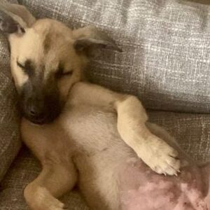 Tanja Ribič Instagram - Photo story with happy end…
Izgubljena, sestradana dojenčica, težka komaj 1,5 kg. Naša Nikica, prav tako rešenka a iz Črne gore, je že zelo bolna, trudimo se, kar se le da, da ji daljšamo in lajšamo življenje. Srček pa kar peša… Vedela sem, da se bo od nekod pojavil mali angelček, ki nam bo pomagal prebrodit slovo, vedela sem, da se bo pojavil, da mi je namenjen in da me bo potreboval…  Hvala @martinakasljevic in doktorji. 🙏🙏🙏❤️❤️❤️❤️ #doglover #savedogs #dontbyadopt  Hvala @branko_djuric_djuro ❤️ hvala @_ela_djuric_ ❤️